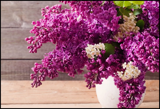 Beautiful Lilac purple flower - For couples celebrating 6th to 9th Anniversary